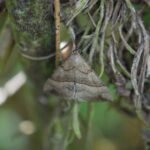 Noctuelle à museau_1724