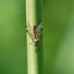 Leptis bécasse_1721