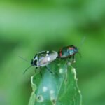 Punaise potagère_1722