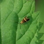 Coquille d&rsquo;or_1734