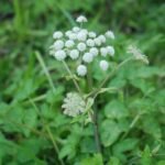 Angélique des bois_1749