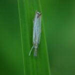 Crambus des chaumes_1752