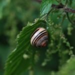 Escargot des jardins_1764