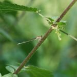 Agrion élégant_1756