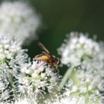 Phasie crassipenne_1765