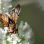 Phasie crassipenne_1766