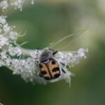 Trichius gallicus_1769