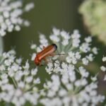 Téléphore fauve_1771