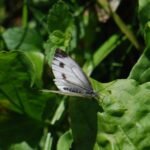 Piéride du navet_1772