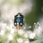 Punaise potagère_1779