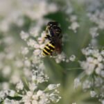 Ectemnius lituratus_1787