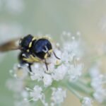 Ectemnius lituratus_1788