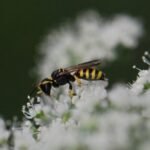 Ectemnius lituratus_1790