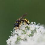 Ectemnius lituratus_1791