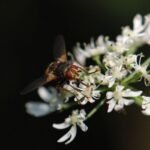 Tachinaire sauvage_1780