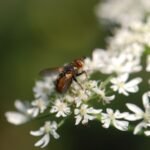 Tachinaire sauvage_1781