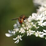 Tachinaire sauvage_1782