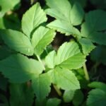 Herbe aux goutteux_1830