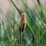 Laîche des marais_1852