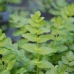 Ache faux cresson_1853