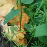 Polypore soufré_1857