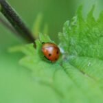 Coccinelle à sept points_1858