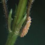 Puccinia urticata_1860