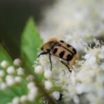 Trichius gallicus_1883