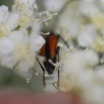 Lepture à suture noire_1885