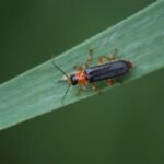 Téléphore noir_1878