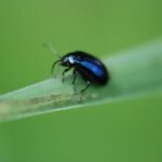 Galéruque de l&rsquo;aulne_1886