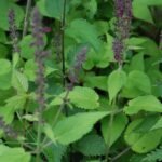 Epiaire des bois_1877