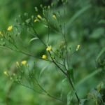 Lapsane commune_1888