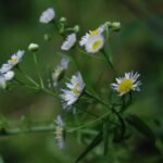 Vergerette annuelle_1889