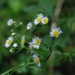 Vergerette annuelle_1890