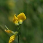 Gesse des prés_1893