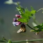 Vesce des haies_1902