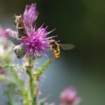 Syrphe ceinturé_1904