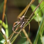 Decticelle cendrée_1905