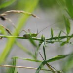 Conocéphale des roseaux_1906