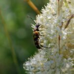 Lepture tacheté_1908