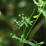 Gaillet gratteron_1911