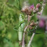 Grande sauterelle verte_1913