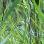 Rousserolle effarvate_1129