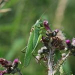 Grande sauterelle verte_1914