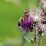 Abeille européenne_1898