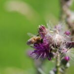 Abeille européenne_1899