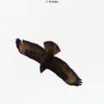 Buse variable_1219