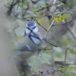 Mésange bleue_1218