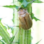 Hanneton de la Saint Jean_1918